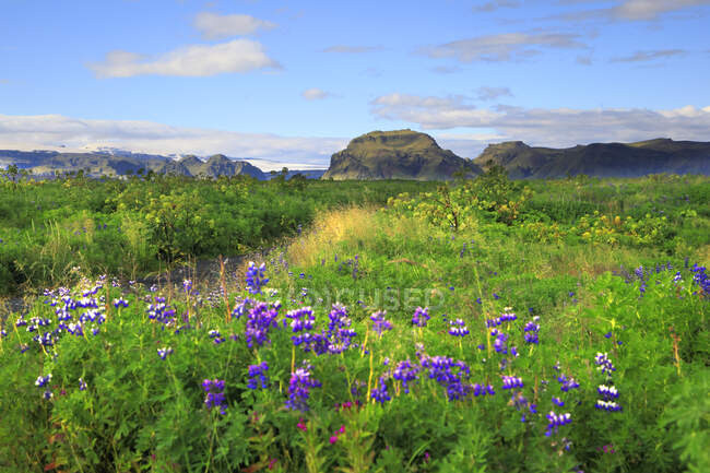 Ісландія, Сусурланд. На задньому плані Мірдалсйокутль — стокове фото