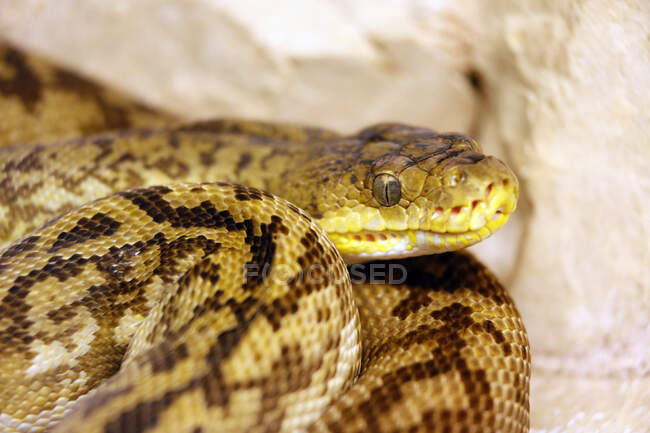 Réptil. Serpente. Close-up em uma pitão de Timor (Python timorensis). — Fotografia de Stock