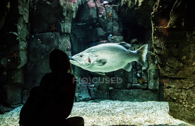 Молодая женщина смотрит на гигантский окунь аквариум в Лиссабоне, Португалия — стоковое фото