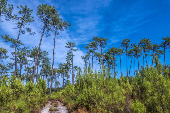 Francia, Landas, camino en el bosque marítimo de pinos - foto de stock