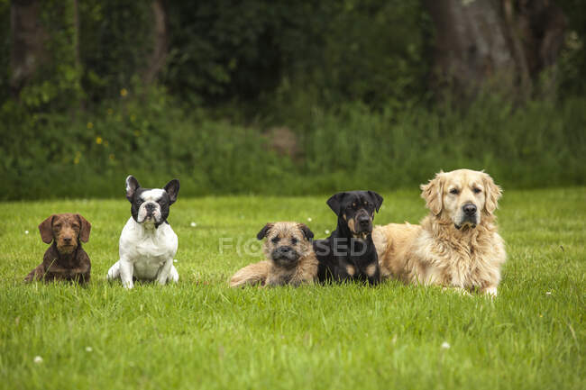 Five dogs lay done in the lawn looking in the same direction — Stock Photo