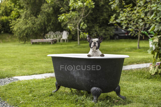 French Bouledogue in an old bathtub — Stock Photo
