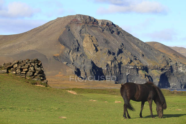 Живописный вид на остров лошади на поле, Судурланд — стоковое фото