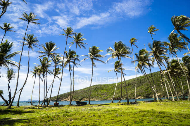 Cocos, Bahía Hope, Bequia, San Vicente y las Granadinas, Indias Occidentales - foto de stock