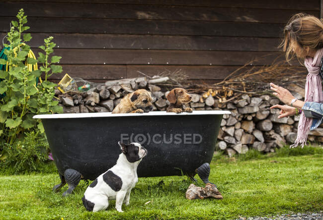 Perros mirando a su dueño - foto de stock