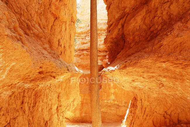 USA. Utah. Bryce Canyon. Sunset Point. Hiking Navajo Loop Trail. The spectacular descent at the bottom of the canyon. A tree grows between the rocks. — Stock Photo