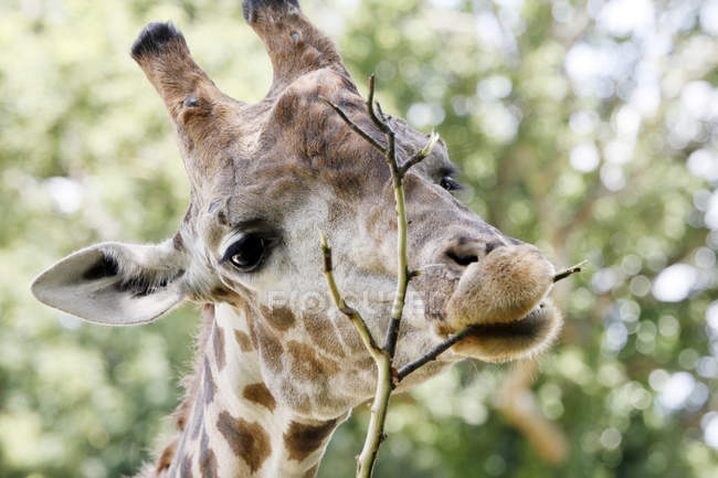Africa, Namibia, Etosha, Close-up of giraffe eating plant — Stock Photo