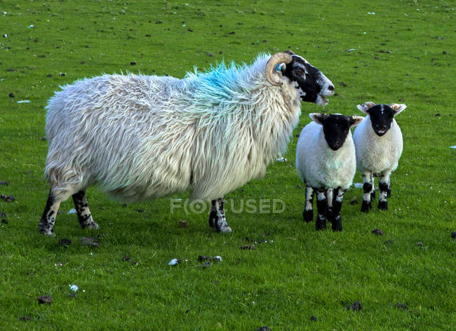 Ovejas y corderos en Escocia, Isla de Mull - foto de stock