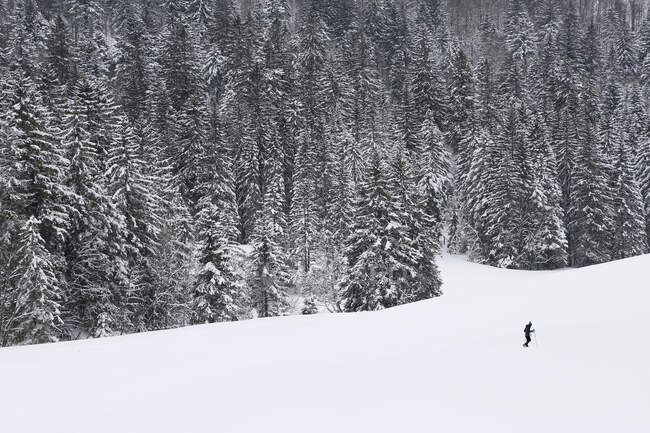 Vosges. La Bresse Hohneck. Vosges forest during winter. Hiker on snowshoes in the foreground. — Stock Photo