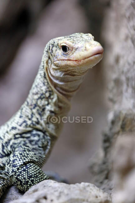 Reptile. Snake. Close-up on a yellow monitor (Varanus melinus). — Stock Photo