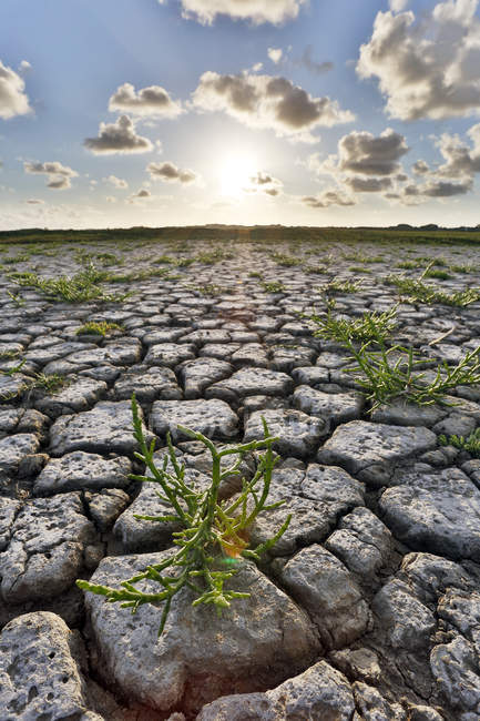 Sunset on marshes drained by heat wave — Stock Photo