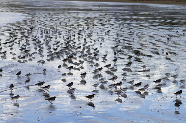 Francia, La Plaine sur mer, Port Giraud, aves en marea baja. - foto de stock