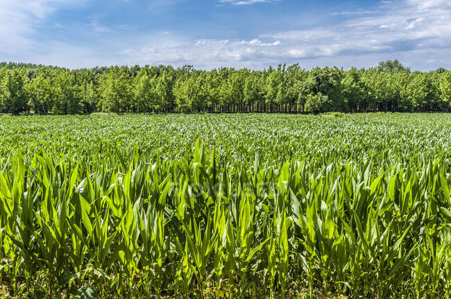 Francia, Gironda, lado derecho del río Garona, Entre-deux-Mers, campo de maíz y plantación de álamos junto al río Garona en Saint-Macaire - foto de stock