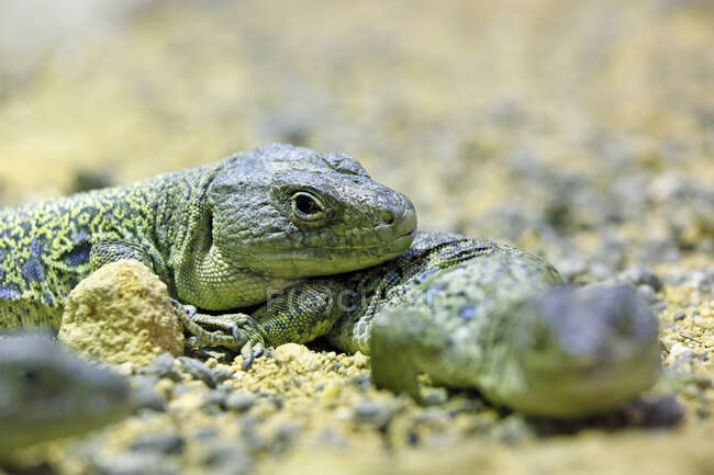 Réptil. Close up de um lagarto ocelado (Lagarto celulado). — Fotografia de Stock