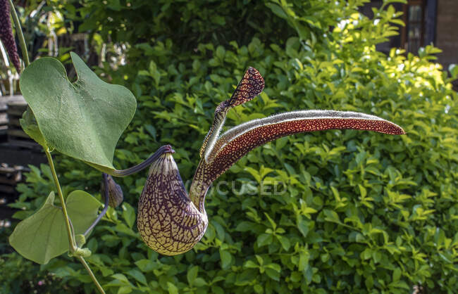 Myanmar, fleur d'orchidée gros plan — Photo de stock