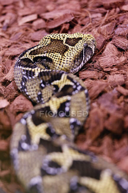 Riaccumulare. Serpente. Primo piano su un tappeto di vipera dell'Etiopia (Bitis parviocula). — Foto stock
