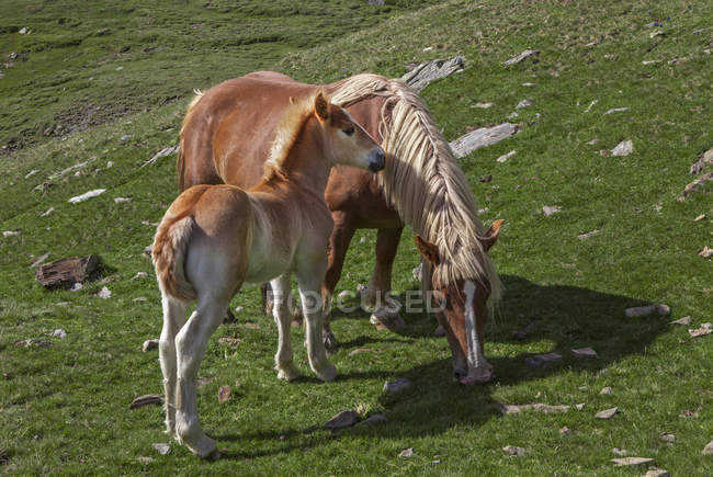 Spain, Catalonia, Val de Nuria, mare and foal pastzing on meadow on hill — стоковое фото