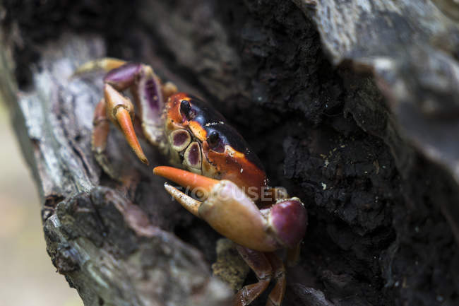 Cerca de Crab Gecarcinus lateralis, Pointe Macr, Martinica, Francia. - foto de stock