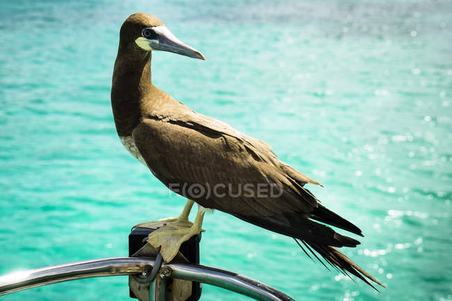 Perchoir de gannet nord sur une clôture près de l'eau, Bequia, Saint-Vincent-et-Grenadines, Antilles — Photo de stock