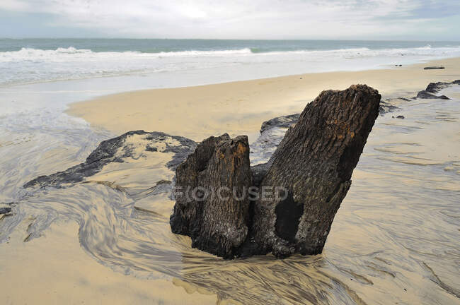 Francia, Francia sud-occidentale, baia di Arcachon, pezzo di pino morto e annegamenti sulla sabbia — Foto stock