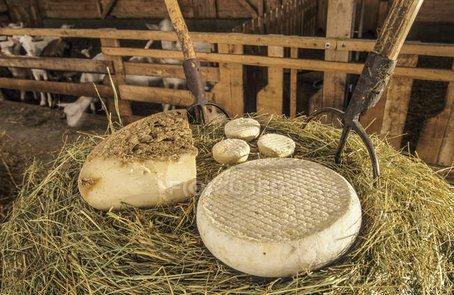 Goat cheese of Haute-Loire on hay, Auvergne, France — Stock Photo