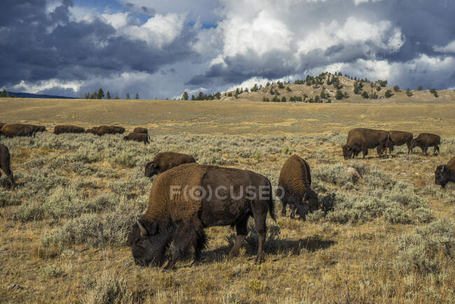 Stati Uniti, Wyoming, Parco Nazionale di Yellowstone, bisonti nel nord del parco Lista del Patrimonio Mondiale UNESCO — Foto stock