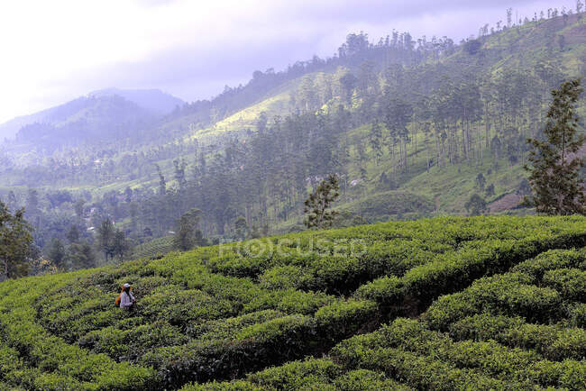 Sri Lanka. Tea plantations, Hatton area. Women who harvest young tea leaves — Stock Photo