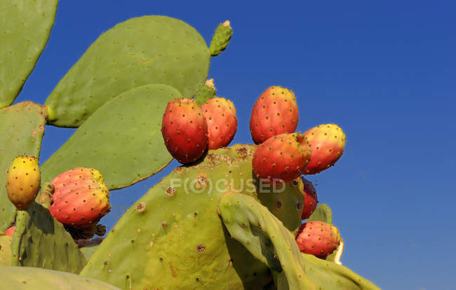 Frutos de higuera en Italia, región de Apulia - foto de stock