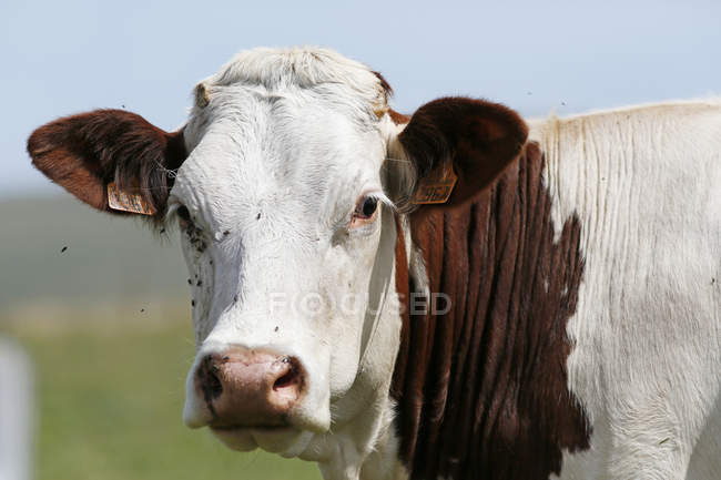 Крупный план коровы, Канталя, Плато Тризак — стоковое фото