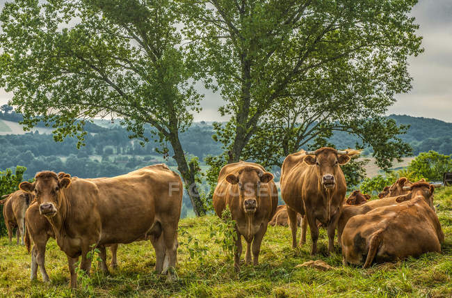 Francia, Lot, Quercy, manada de vacas limusinas en la colina cerca de Saint-Cere - foto de stock