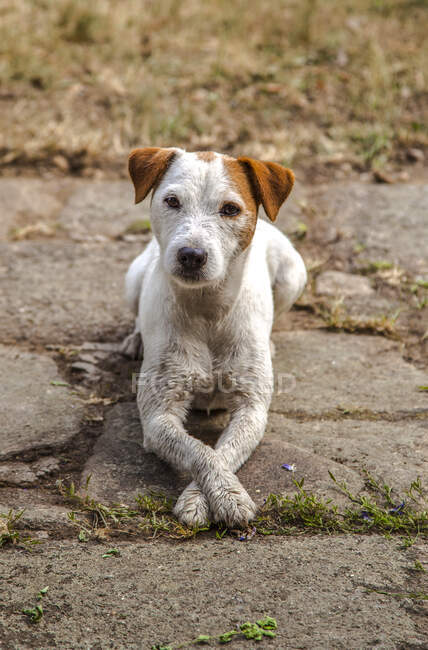 Jack Russell posando para la foto - foto de stock