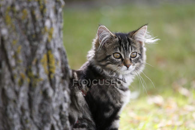 Curioso noruego bosque gato sentado al lado de árbol en la naturaleza - foto de stock