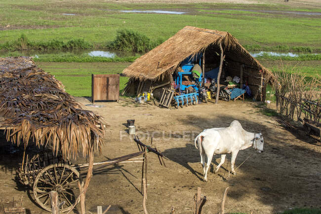 Myanmar, región de Mandalay, corral agrícola con un zebú - foto de stock