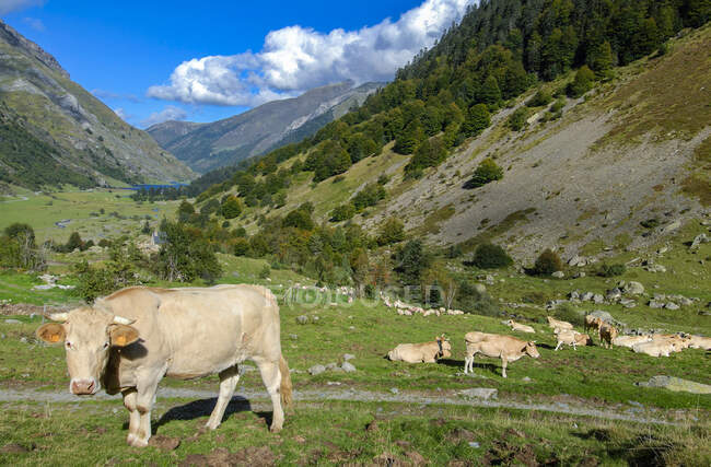 Francia, Parco nazionale dei Pirenei, Val d'Azun, mucche nella vallata d'Estaing — Foto stock
