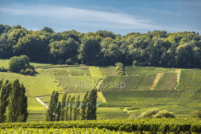 Vigneto Champagne in Ecueil, Montagne de Reims — Foto stock