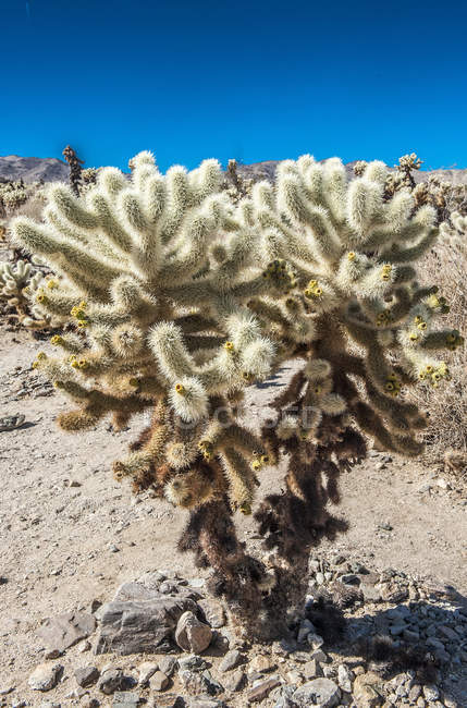 Cholla Cactus crescendo em Joshua Tree National Park, Califórnia, EUA — Fotografia de Stock