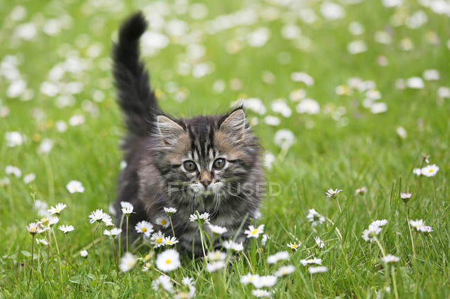 Gato da floresta norueguesa correndo no prado florescente — Fotografia de Stock