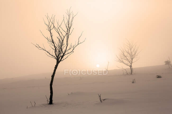 Vosges. Le Markstein en hiver. Le soleil apparaît au-dessus des pentes enneigées. — Photo de stock
