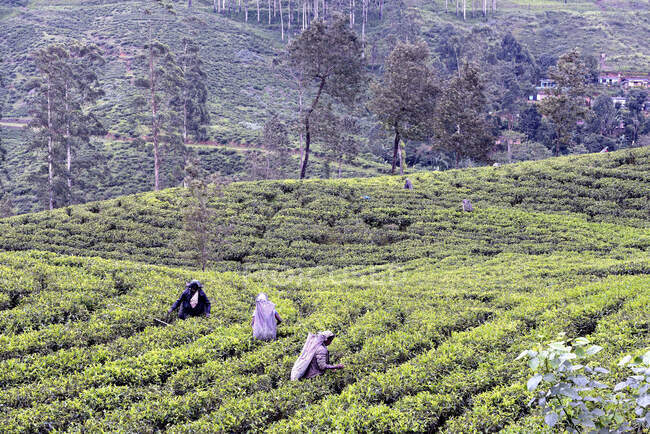 Sri Lanka. Plantaciones de té, área de Hatton. Mujeres que cosechan hojas de té jóvenes - foto de stock