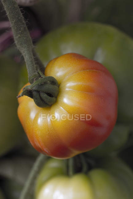 Gros plan sur la tomate mûre qui pousse sur la plante — Photo de stock