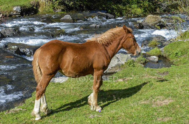 Франция, Национальный парк Пьеж, Валь-д 'Он, Коль-де-Борль (горный перевал) между Арренсом и Эстеингом, свободная лошадь — стоковое фото