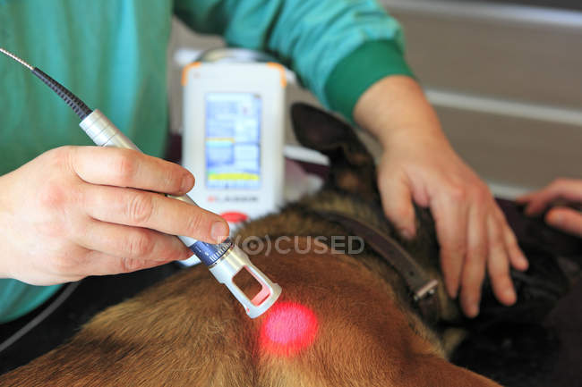 Vétérinaire tenant un laser sur un chien en France — Photo de stock