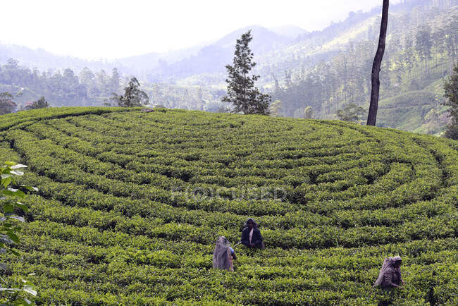 Sri Lanka. Plantações de chá, área Hatton. Mulheres que colhem folhas de chá jovens — Fotografia de Stock