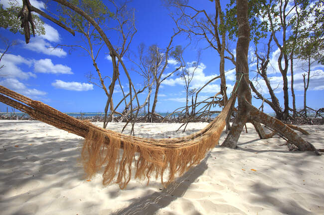 Brasil, Ceara. Mangue seco. - foto de stock