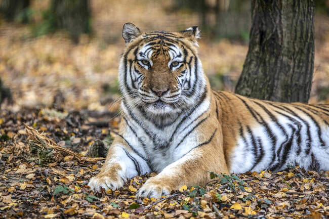 Tigre siberiano en la madera - foto de stock