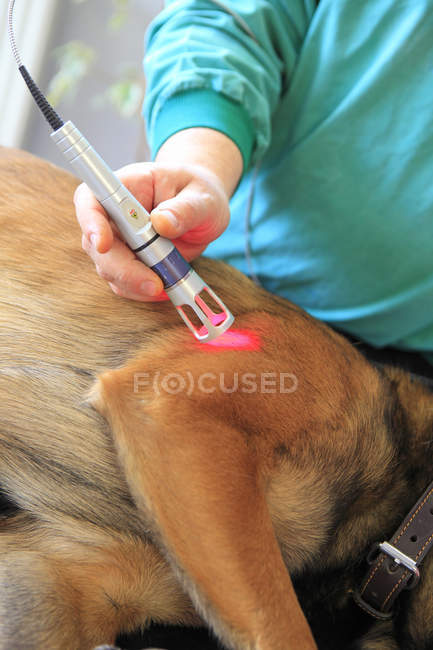 Vétérinaire tenant un laser sur un chien en France — Photo de stock