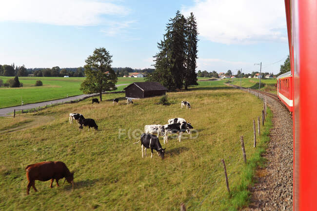 Schweiz, Kanton Jura, Freiberge, kleine Eisenbahn zwischen La Chaux de Fond und Le Boechet. Blick aus dem Zug auf Kühe, die auf einer Weide entlang der Bahn grasen — Stockfoto
