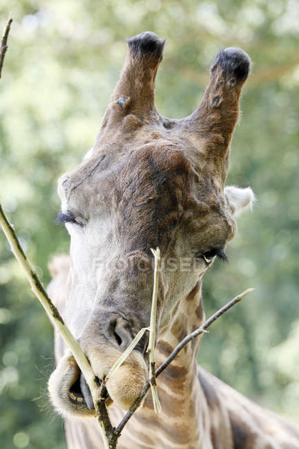 Afrique, Namibie, Etosha, Gros plan sur la girafe mangeuse de plantes — Photo de stock