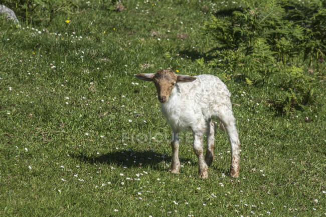 Spain, lamb in the Picos de Europa — Stock Photo