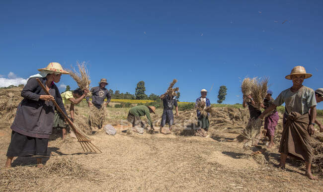 Myanmar, Estado de Shan, región de Heho, trilla de arroz de grupo - foto de stock